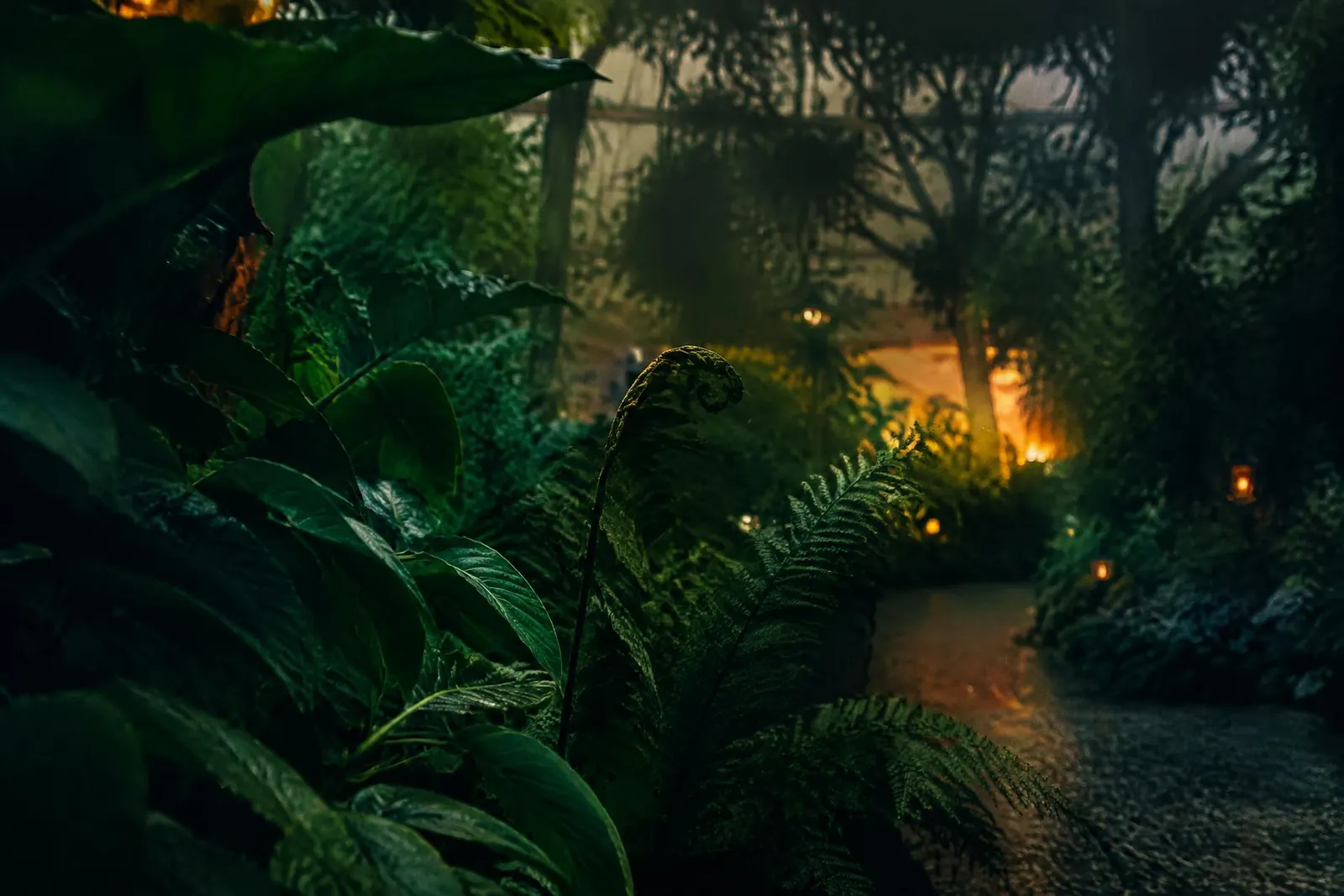 Ferns unfurling in a dusky botanical garden lit by lanterns