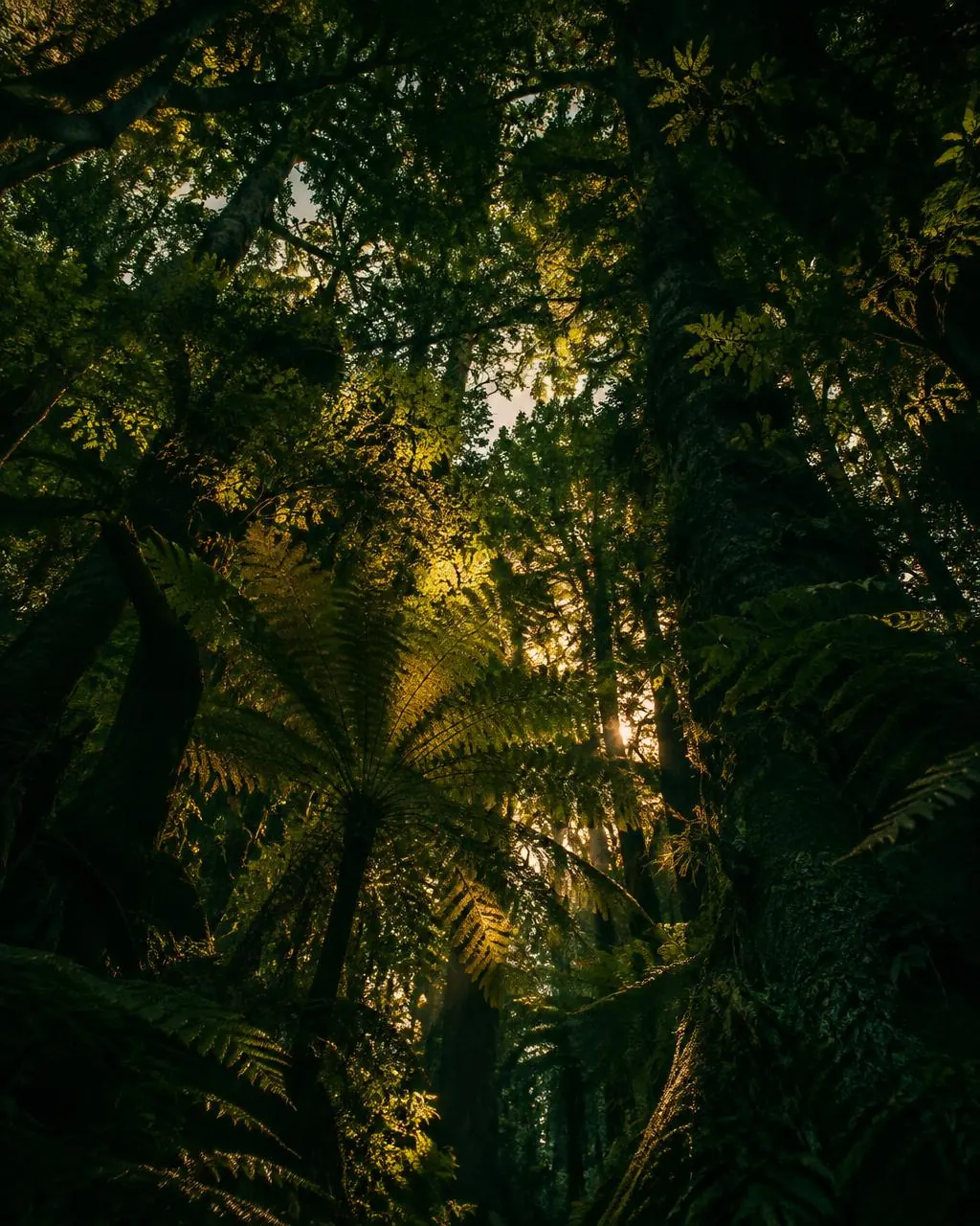 Light through the canopy.